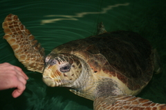 Killikus&reg; Fotographie